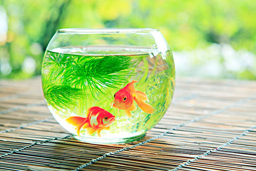 居家养鱼风水讲求，怎么养鱼招财气？